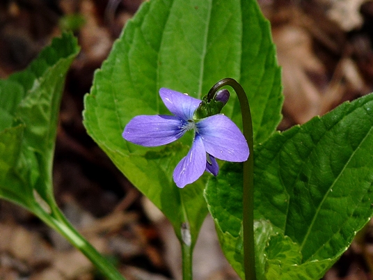 {Viola cucullata}